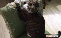 英短公猫什么时候发情 发情了什么时候适合配种？