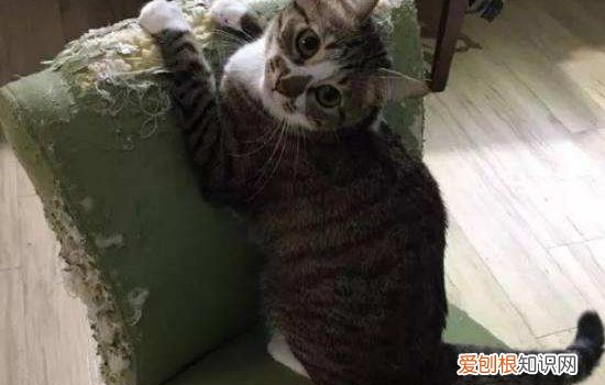 英短公猫什么时候发情 发情了什么时候适合配种?