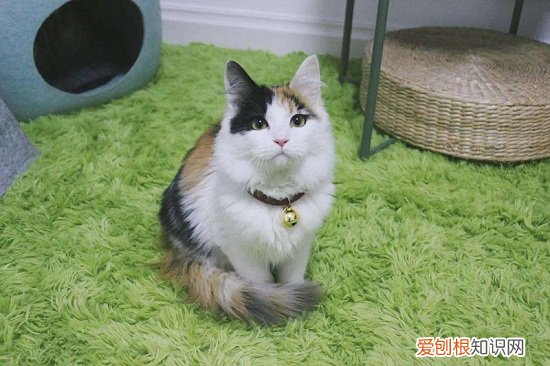 猫咪喝酸奶可以代替益生菌吗 猫咪喝酸奶
