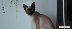 暹罗猫是布偶猫吗 完全是两种猫！