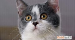 英短的寿命 猫的年龄相当于人多少岁？