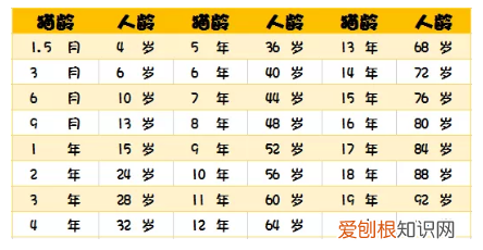 英短的寿命 猫的年龄相当于人多少岁？