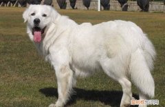 大白熊狗多少钱一只 大白熊狗多少钱一只幼崽