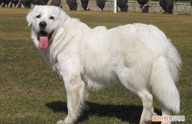 大白熊狗多少钱一只 大白熊狗多少钱一只幼崽