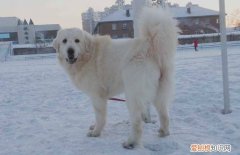 成年大白熊多少钱一只 成年大白熊犬多少钱一只