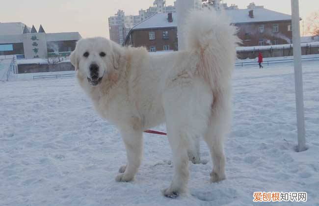 成年大白熊多少钱一只 成年大白熊犬多少钱一只