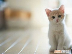 银渐层猫咪什么时候发腮 猫咪什么时候发腮