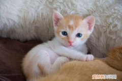 猫咪生一只 什么预兆 猫咪生一只