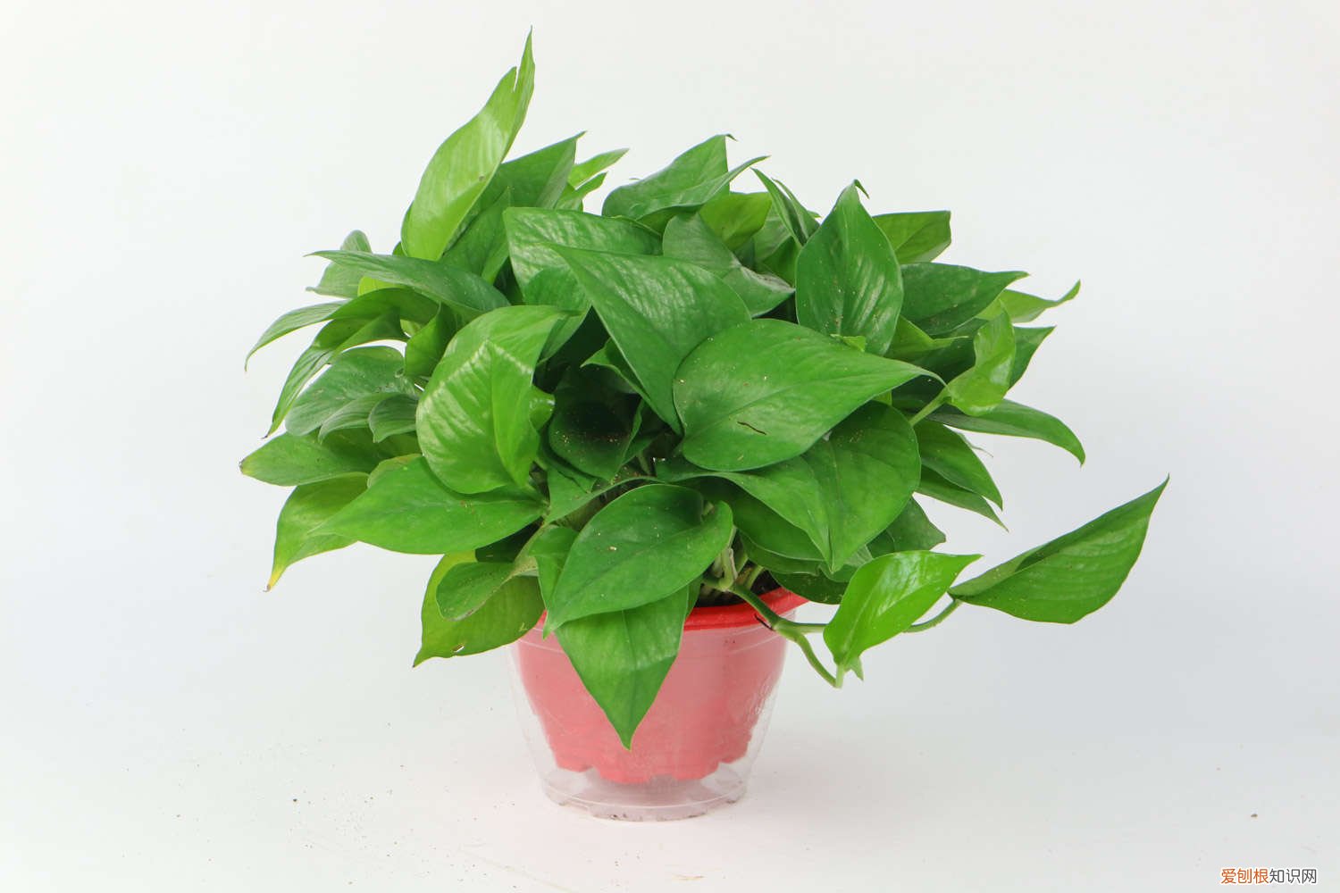 绿萝扦插快速生根方法怎样护理绿萝 绿萝怎样扦插生根快，如何换盆