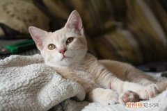 猫咪踩奶的时候发出咕噜咕噜的声音 猫咪踩奶