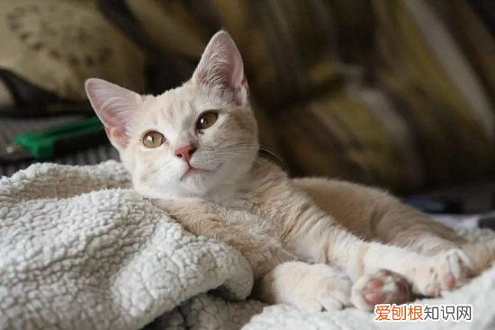 猫咪踩奶的时候发出咕噜咕噜的声音 猫咪踩奶