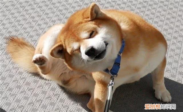 柴犬和秋田犬的价格 柴犬和秋田犬的价格多少