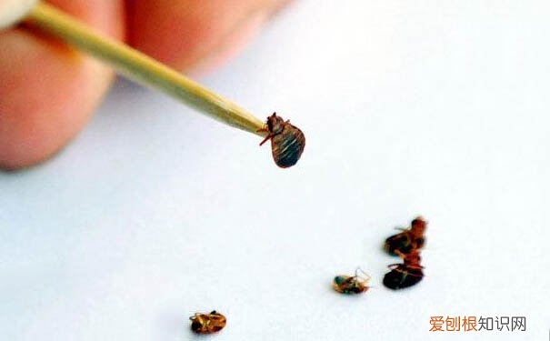 家里有臭虫怎么办不用怕！小编教您怎么灭臭虫！