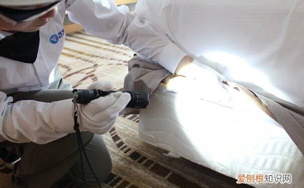 家里有臭虫怎么办不用怕！小编教您怎么灭臭虫！