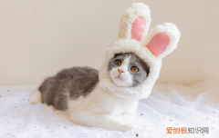 蓝白英短猫长大了好丑 英短蓝白丑,英短蓝白成年很丑,英短小时候很瘦很丑