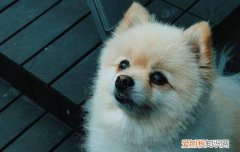 怎样判断狗狗的腿是否骨折? 怎么判断狗狗腿骨折