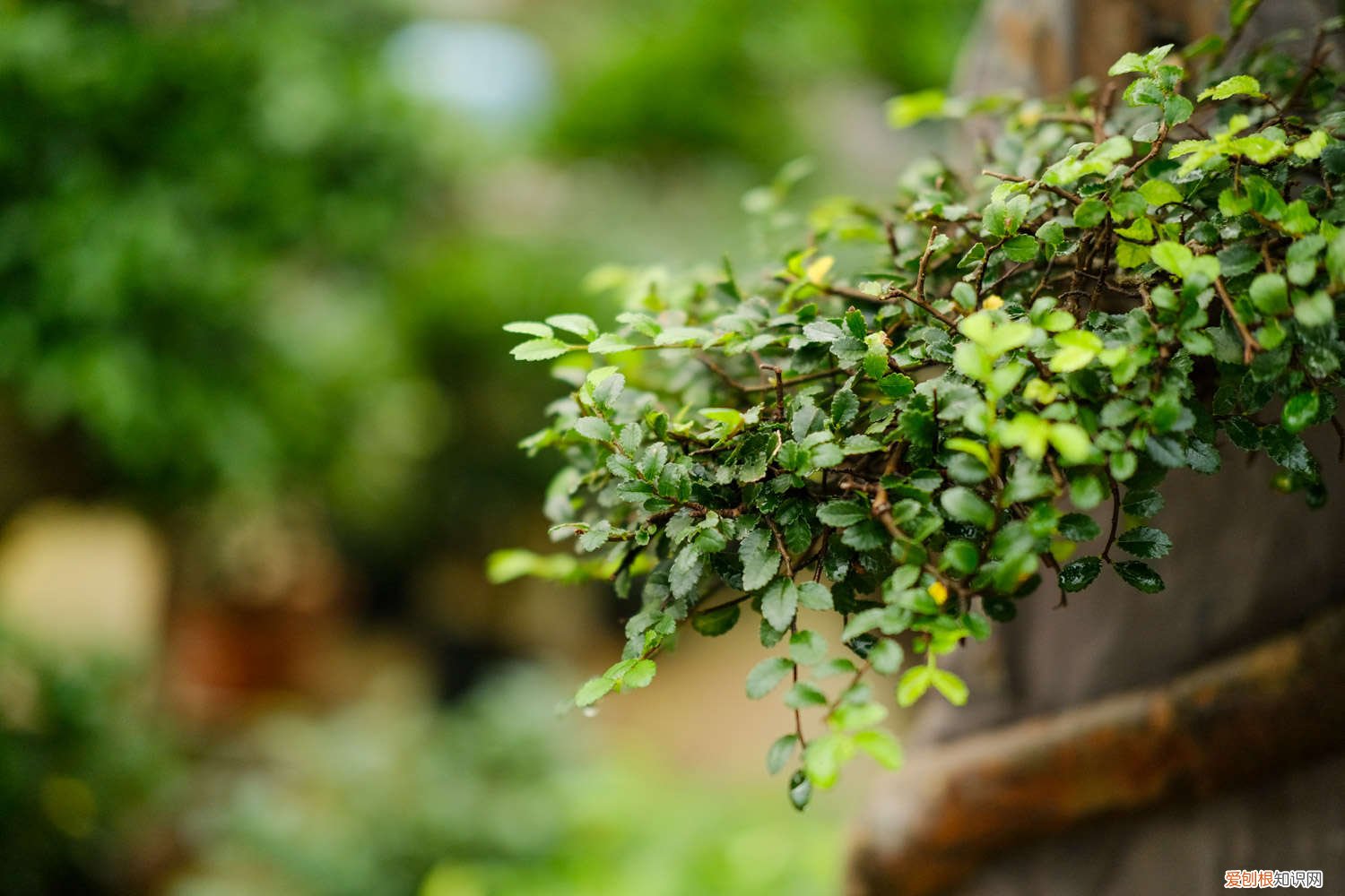 榆树盆景怎么养殖方法 榆树怎么做成盆景,小榆树苗可以吗