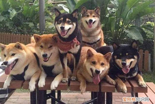 日本柴犬价格 日本柴犬价格多少钱一只