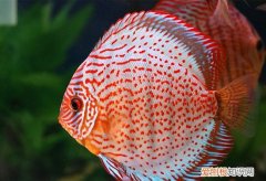 七彩神仙鱼小鱼苗怎么养 七彩神仙鱼鱼苗的饲养