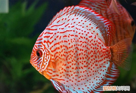 七彩神仙鱼小鱼苗怎么养 七彩神仙鱼鱼苗的饲养