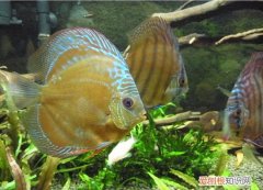 一眉道人鱼和七彩神仙鱼混养 七彩神仙鱼混养