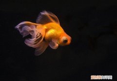 金鱼食物有哪些 金鱼食物