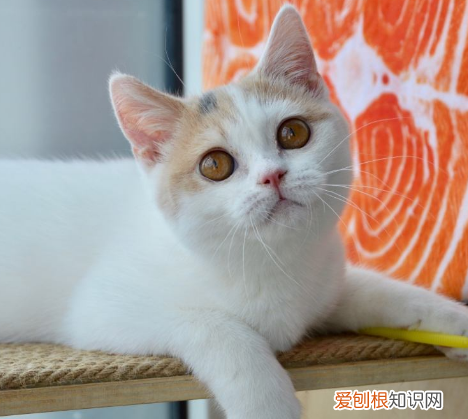 英国短毛猫认定的毛色有多少种 英国短毛猫品种图鉴