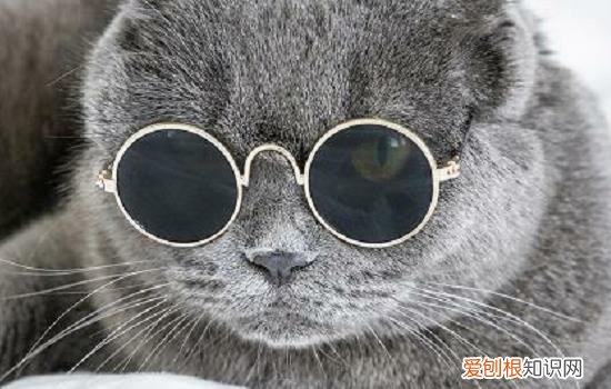 英国短毛猫可以活多久 如何延长猫的寿命？