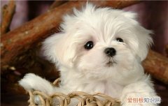 乳牙长齐的奶狗多少天 狗狗换乳牙要吃什么？