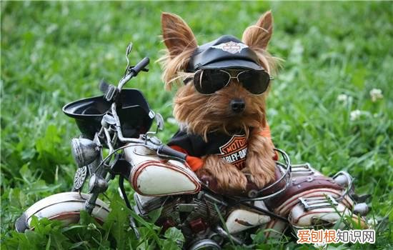 乳牙长齐的奶狗多少天 狗狗换乳牙要吃什么？