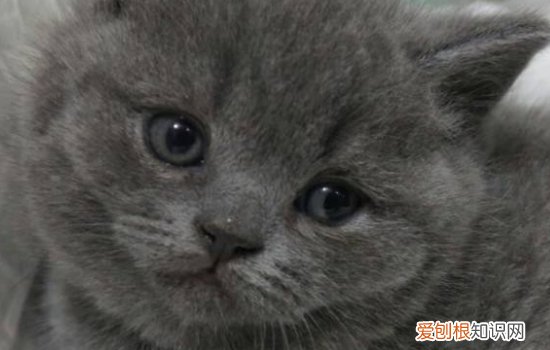 英国短毛猫可以长多重 肥胖的猫咪可是不好的哦！