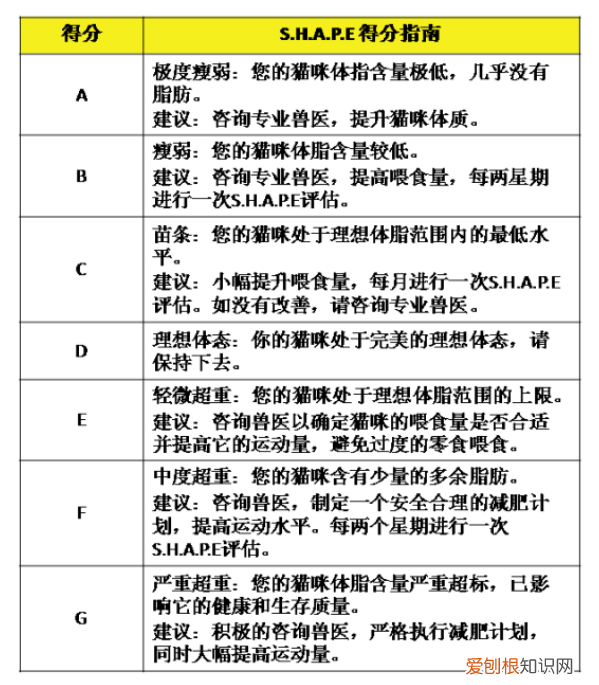 英国短毛猫可以长多重 肥胖的猫咪可是不好的哦！