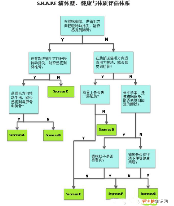 英国短毛猫可以长多重 肥胖的猫咪可是不好的哦！