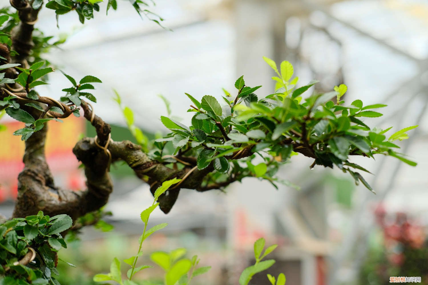 秋天榆树下山桩的栽培技巧 榆树下山桩的栽培技巧，根部怎么处理