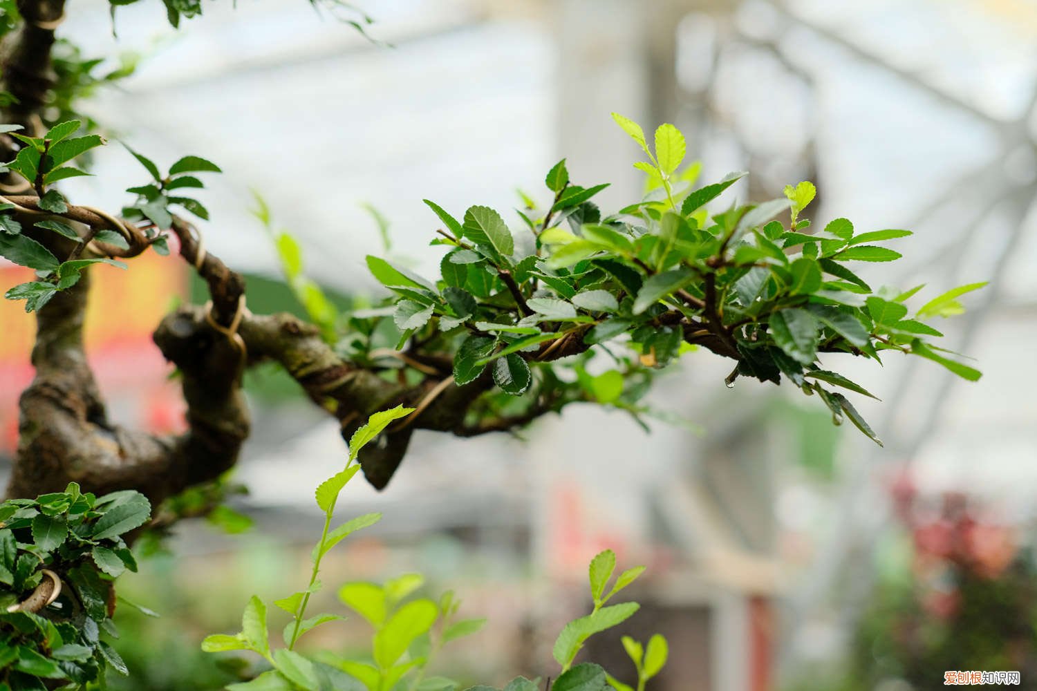 秋天榆树下山桩的栽培技巧 榆树下山桩的栽培技巧，根部怎么处理