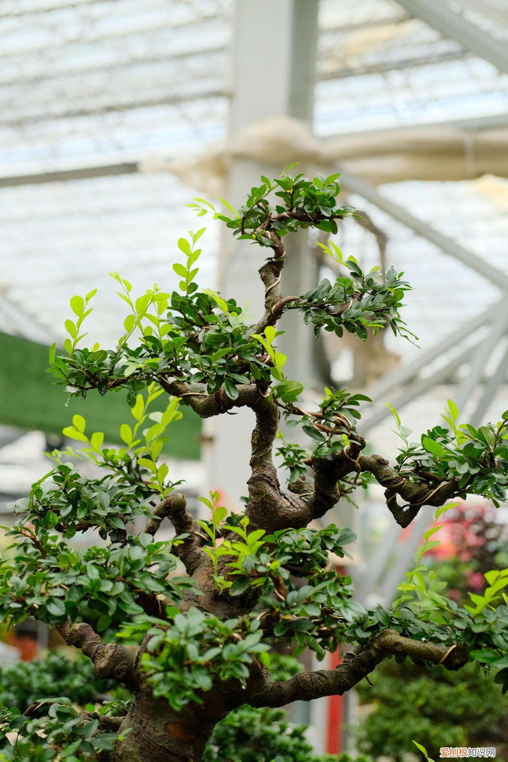 秋天榆树下山桩的栽培技巧 榆树下山桩的栽培技巧，根部怎么处理