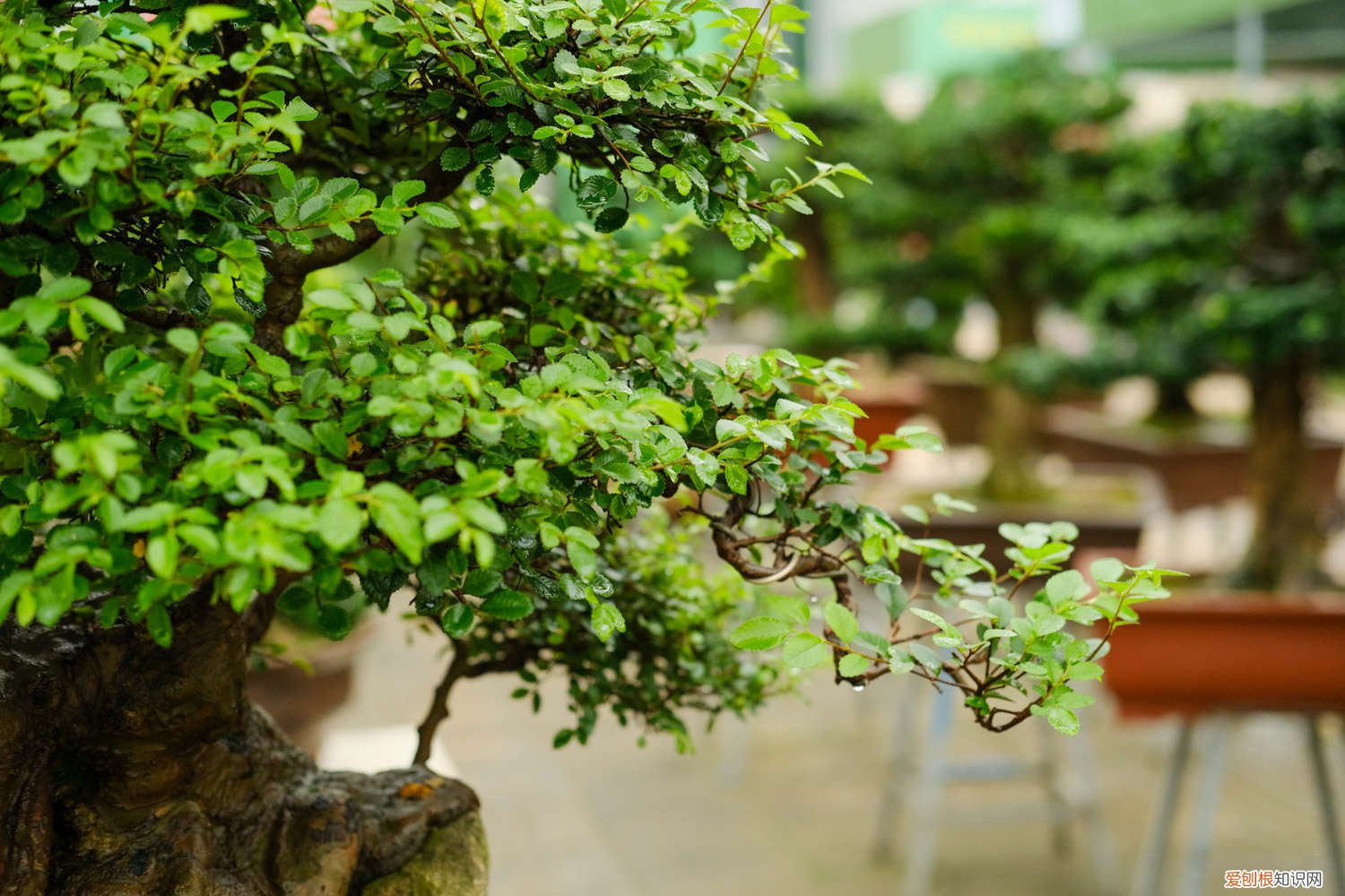 榆树下山桩容易活吗 榆树下山桩泡水吗，怎么才能确定成活了