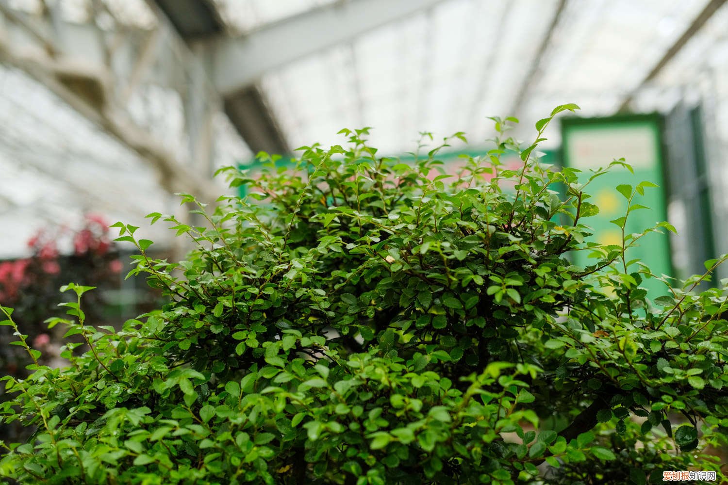 榆树下山桩容易活吗 榆树下山桩泡水吗，怎么才能确定成活了