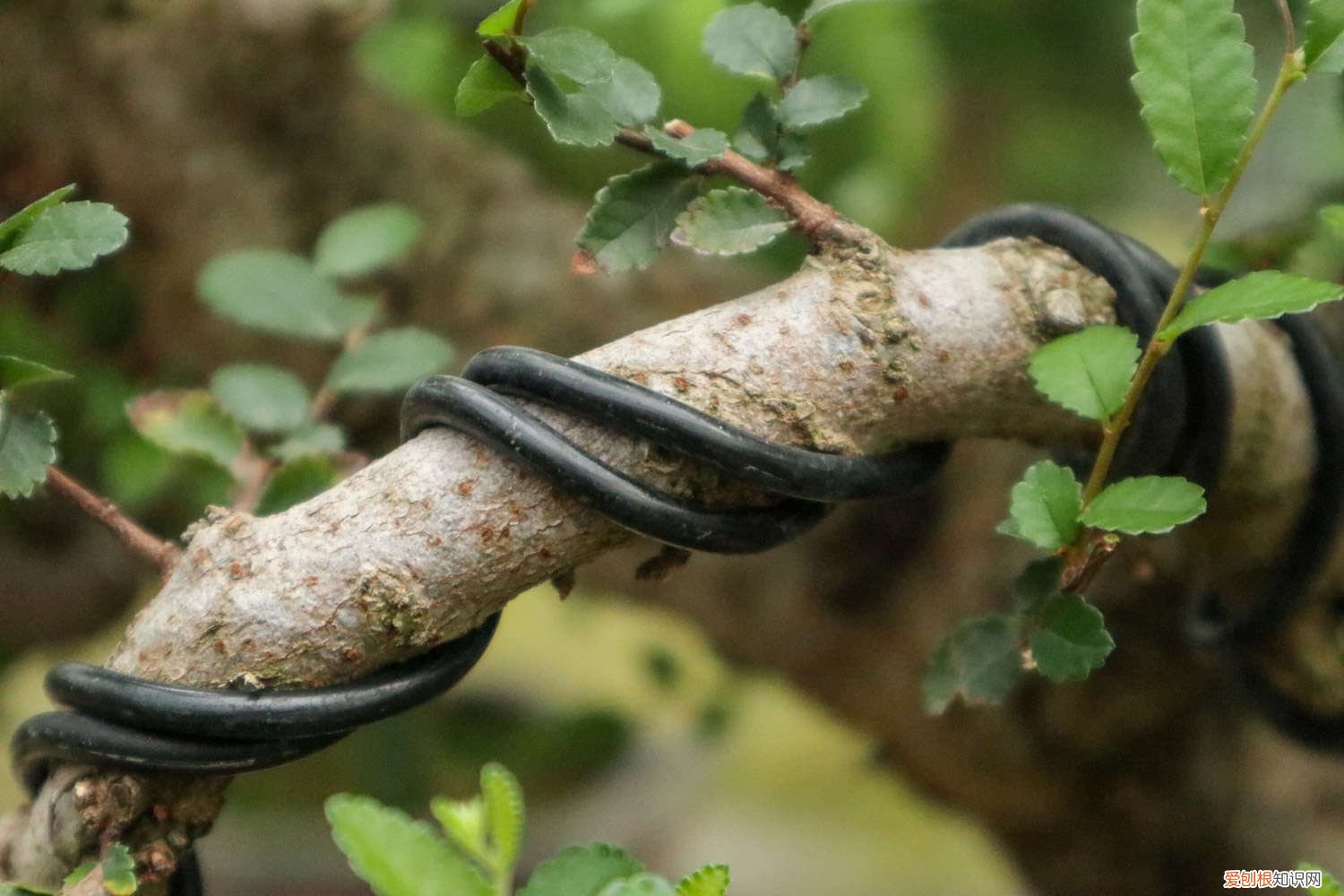 榆树没有什么根怎么种 榆树如何养根，老榆树桩没根能栽活吗