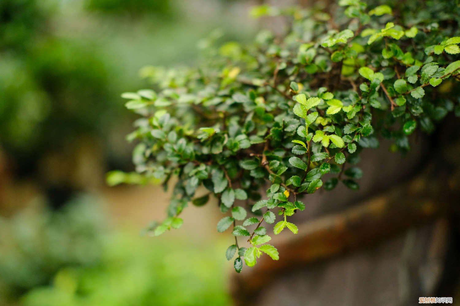 榆树没有什么根怎么种 榆树如何养根，老榆树桩没根能栽活吗