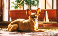 狗狗消化不好吐了应该吃点什么 狗狗消化不良呕吐吃什么药