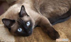 暹罗猫爱睡觉吗 睡觉时间还是比较正常的！