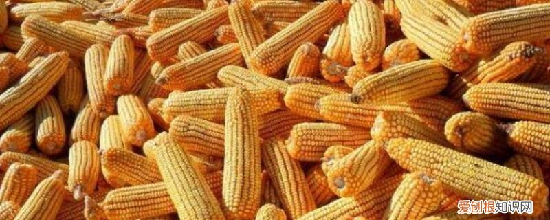 湿玉米穗和干玉米穗差多少斤 审定玉米品种产量是干粮还是湿粮