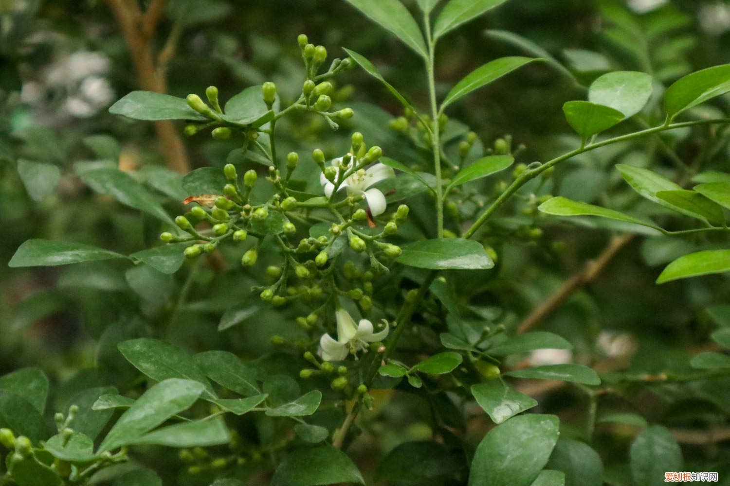 九里香用深盆养吗 九里香适合深盆还是浅盆，选盆有什么要求