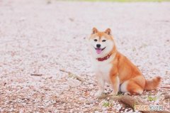 柴犬一般多少钱 柴犬一般多少钱一只合适