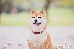 小柴犬多少钱一只 柴犬幼犬多少钱