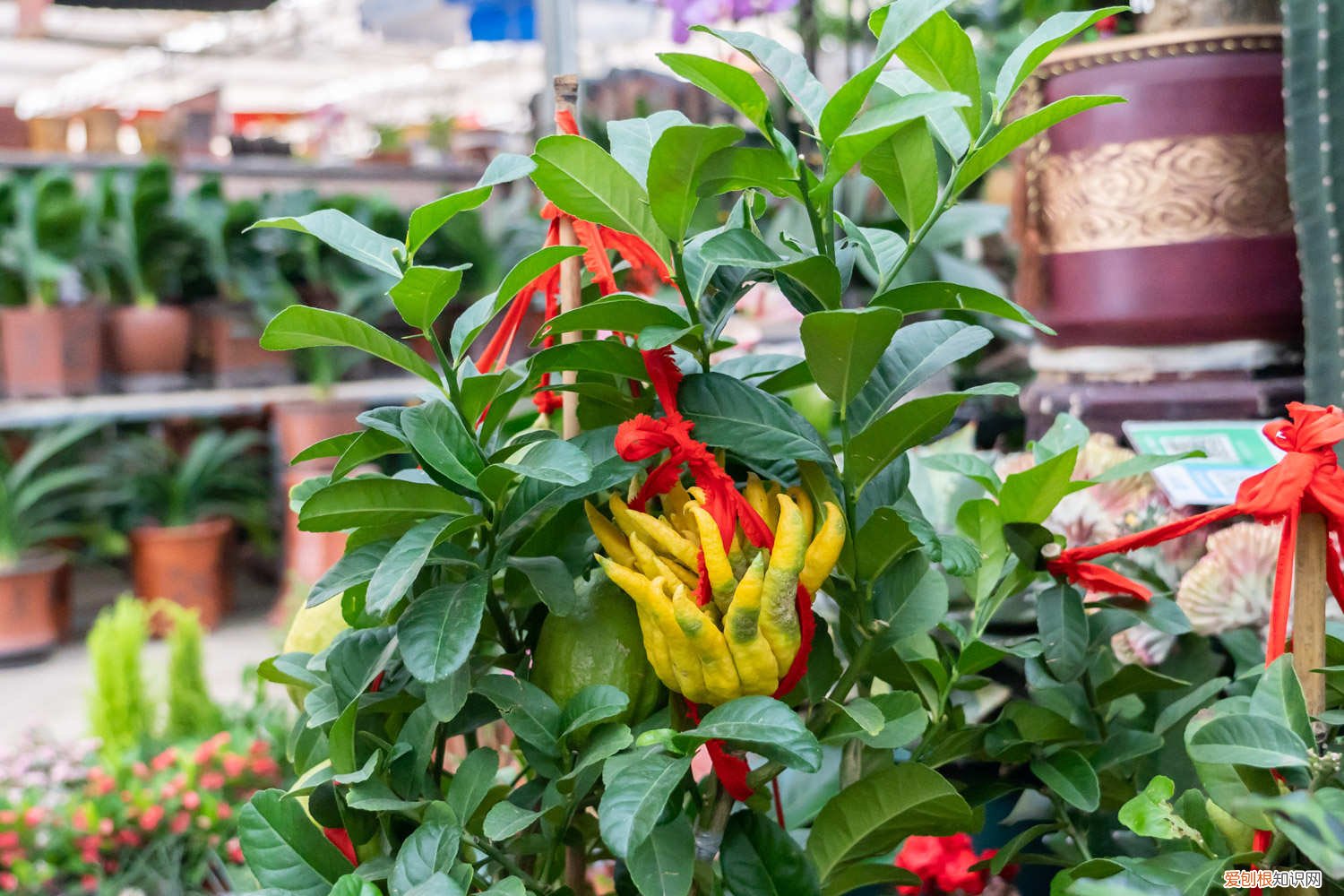 佛手瓜老根越冬栽培 佛手瓜宿根越冬方法,如何管理