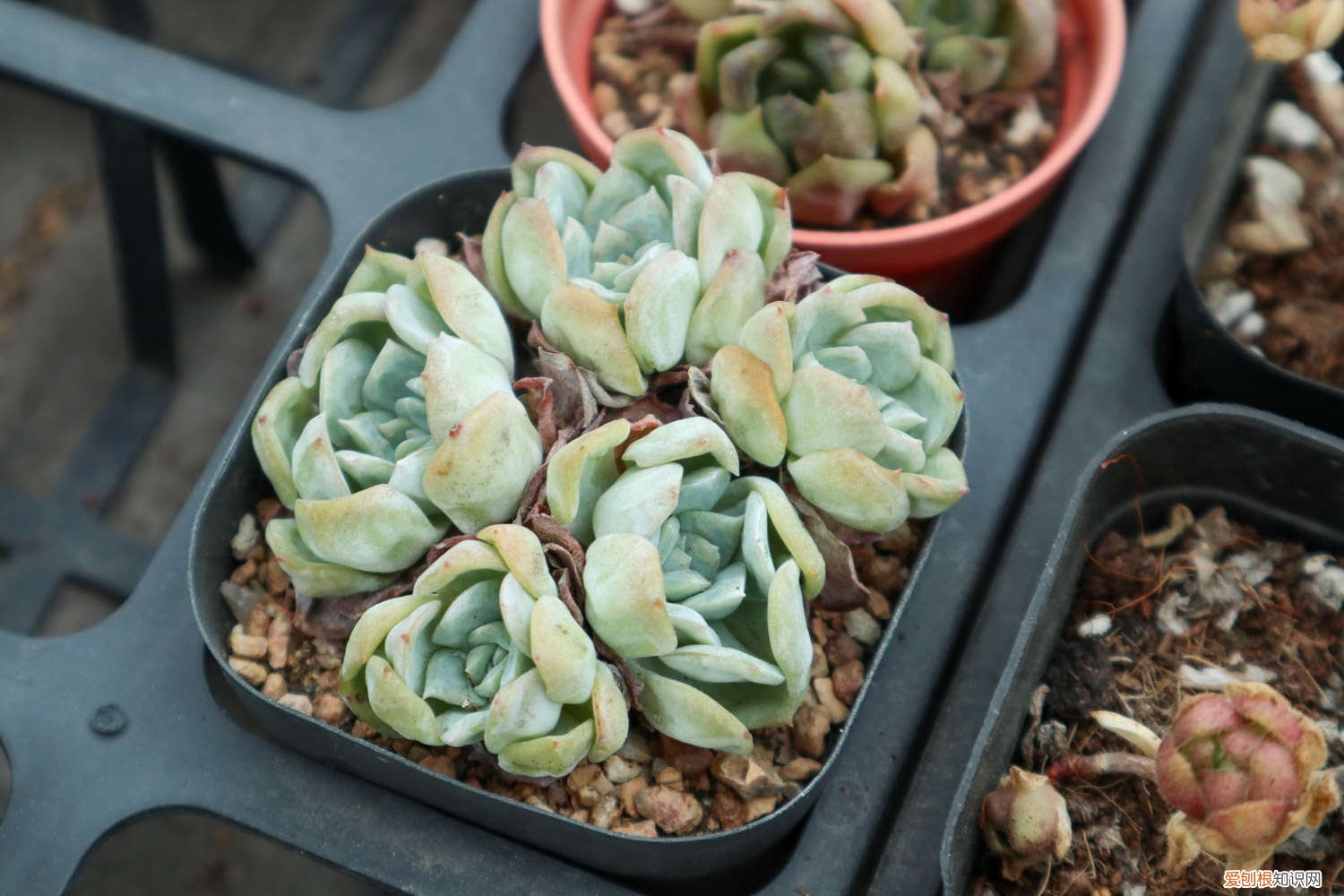多肉买回来需要洗根吗 刚买回来的多肉怎么种,要洗根吗