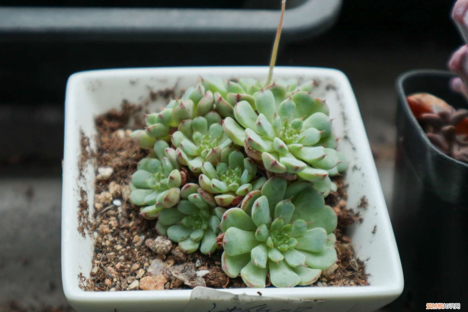 多肉买回来需要洗根吗 刚买回来的多肉怎么种,要洗根吗