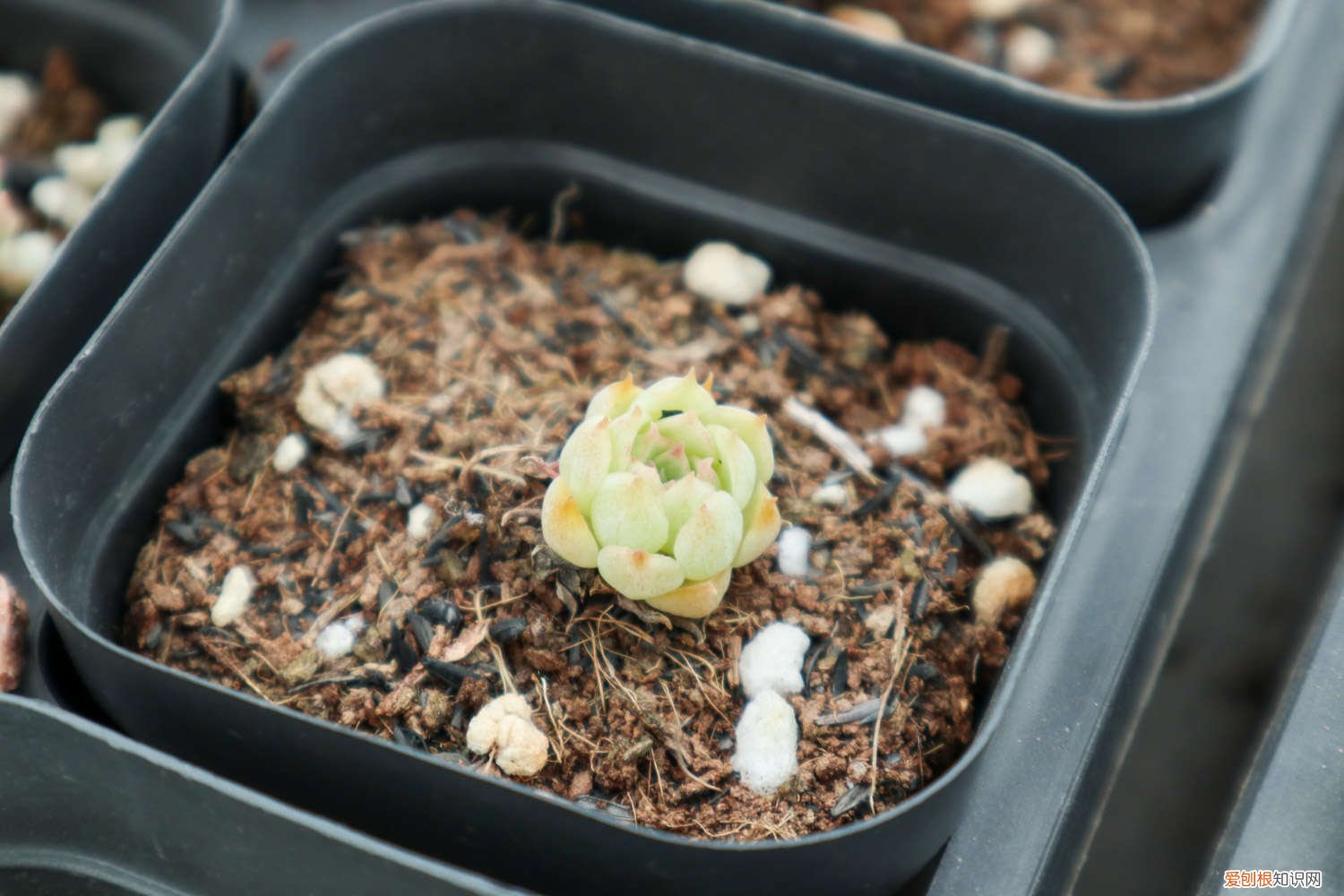 多肉买回来需要洗根吗 刚买回来的多肉怎么种,要洗根吗